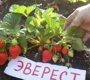 Гора Эверест саженцы клубники: