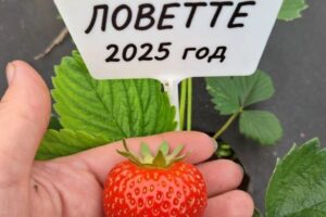 Клубника Lovette (Ловитте) саженцы: новинка 2026